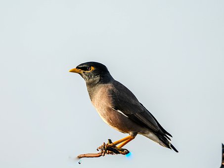 Vták, Vtáčia Vetvička, Obyčajná Myna