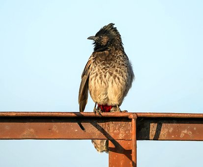 Vták, Bulbul, Kovová Konštrukcia, Hrebeň