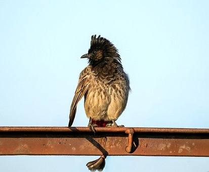 Vták, Bulbul, Hlava, Krídla, Perie