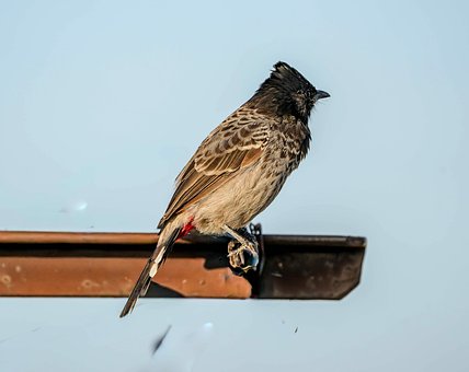 Bulbul, Pták, Příroda, Divoký, Zvíře