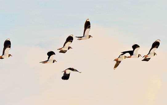 Fugl, Fuldfjer, Hjejle, Flyvende, Flock