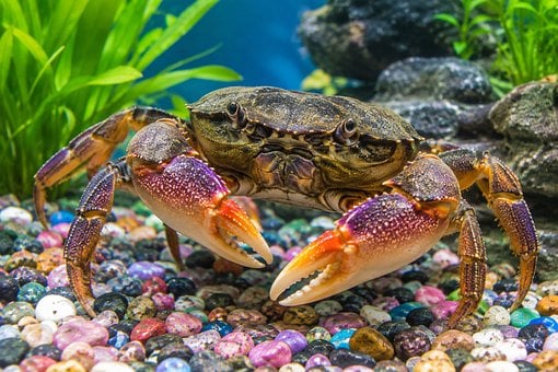 Cangrejo, Acuario, Arcoíris