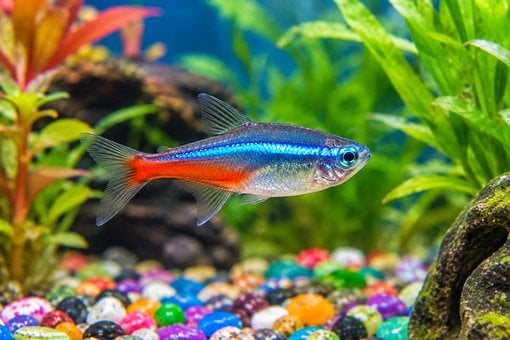Neón Tetra, Acuario, Pez De Agua Dulce