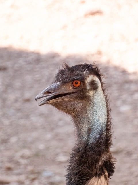 Emu, Animal, Pássaro, Selvagem, Retrato