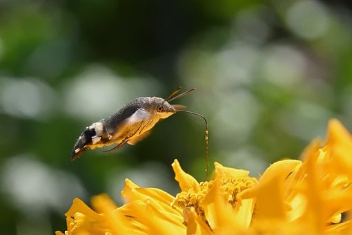 Motýľ, Kolibrík, Cínia, Makro, Detail