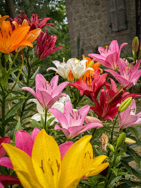 Lirios, Flores, Amarillo, Rosa, Naranja