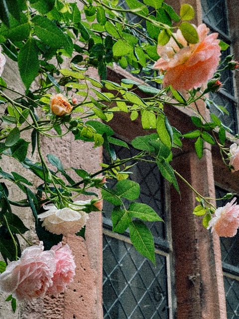 Rosas, Ladrillos, Jardín, Flores, Hojas