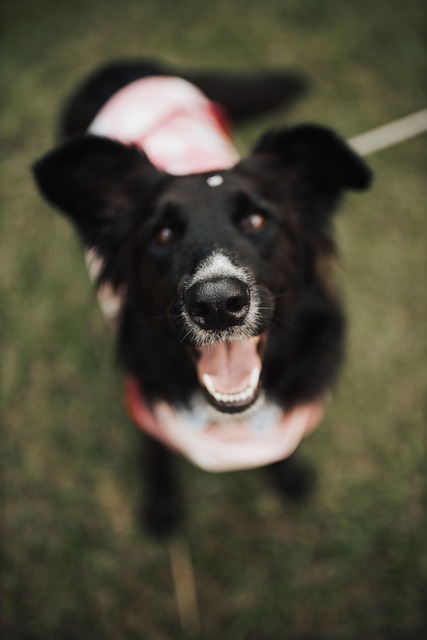 Hund, Hvalp, Snude, Sort, I Bånd, Lykke