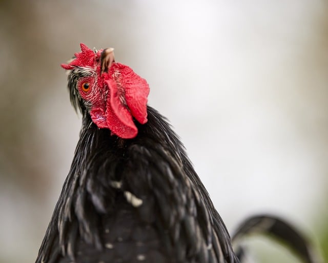 Free Rooster Bird photo and picture