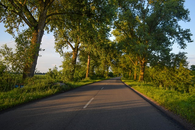 Venkovská Silnice, Letní Krajina, Stromy