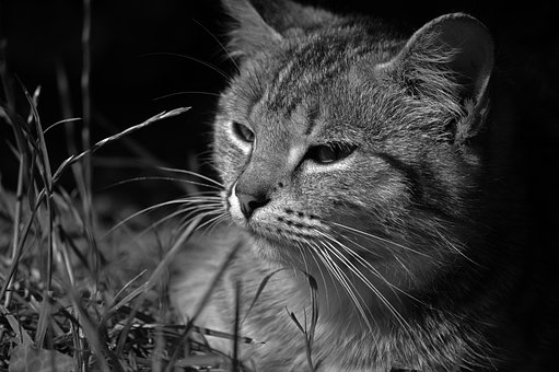 Kat, Buiten, Zwart Wit, Huisdier