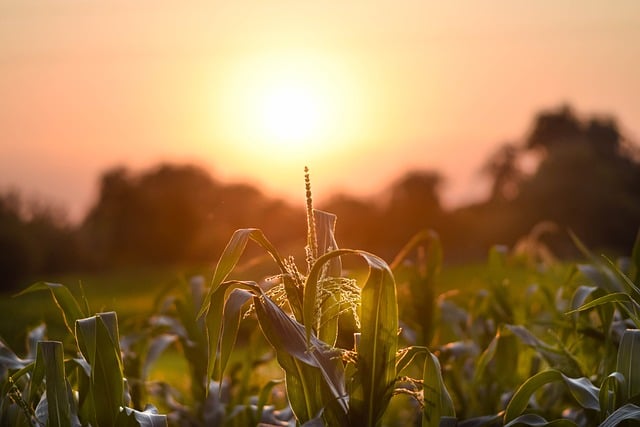 Maíz, Puesta De Sol, Campo, Tarde