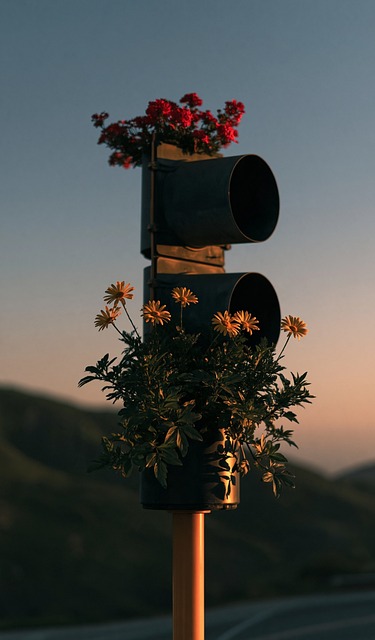 Semáforo, Flores, Fotografía Creativa