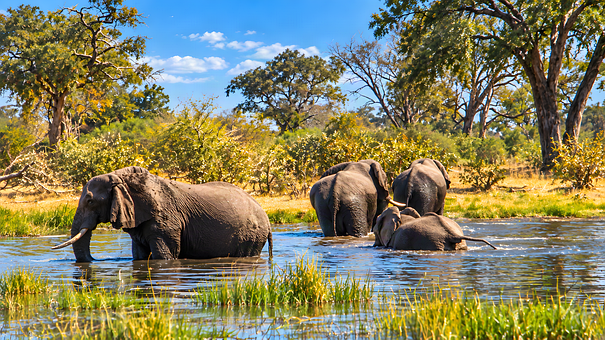 Elefant, Safari, Afrikanische Natur