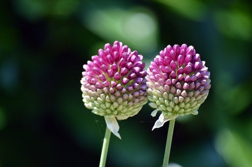 Bloemen, Sierui, Drumstick Allium