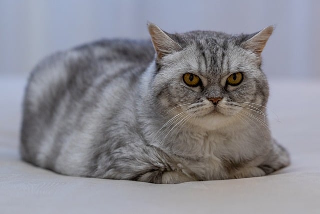 Free Cat Feline photo and picture