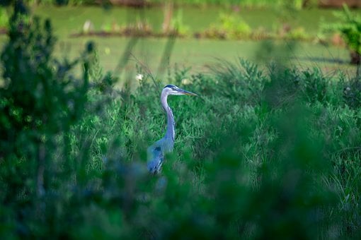 Garza Azul Grande, Ornitología