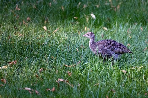 Pollito, Césped, Joven, Pájaro, Pavo