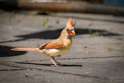 Pájaro, Cardenal, Jardín, Pluma