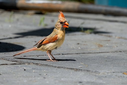 Pájaro, Cardenal, Ornitología