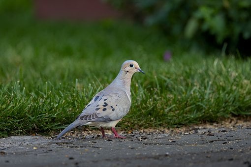 Paloma, Pájaro, Césped