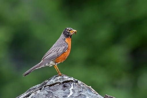 Pájaro, Petirrojo, Petirrojo Americano