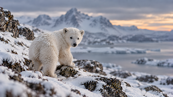 Soportar, Oso Polar, Cachorro