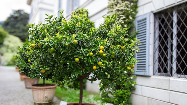 Limonero, Limón, Árbol De Cítricos