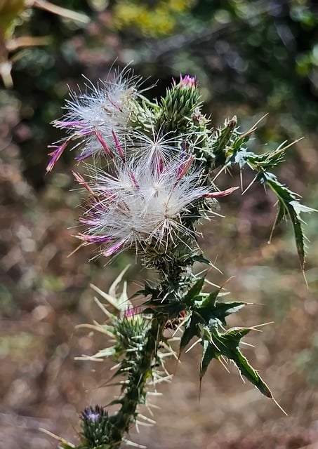 Tistel, Natur, Tørr, Høst, Frø, Flora