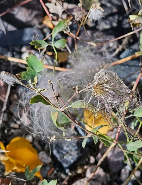 Plante, Natur, Høst, Blader, Frø, Fluffy