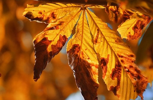 Kastanjebladeren, Herfst, Bladeren