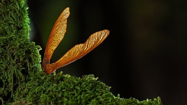 Semilla