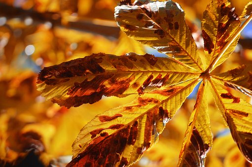 Herfst, Bladeren, Kastanje