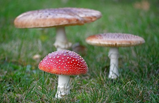 Paddestoelen, Vliegenzwam, Close-Up