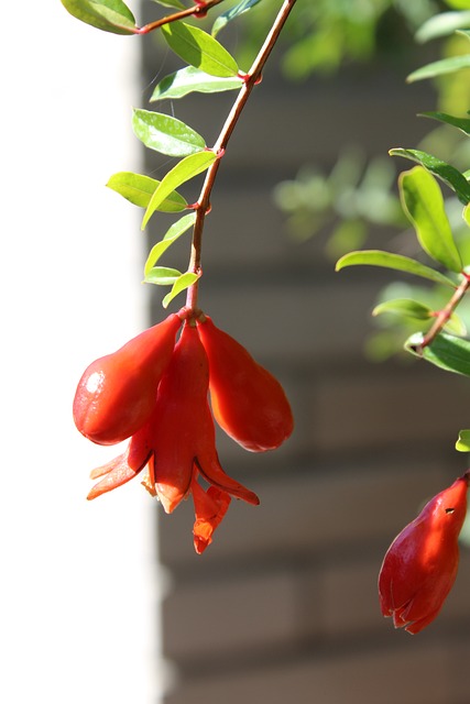 Free Pomegranate Nature photo and picture
