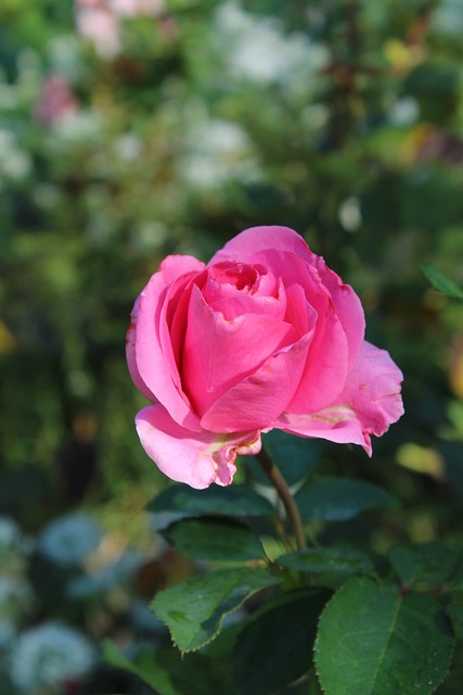 Free Rose Pink photo and picture