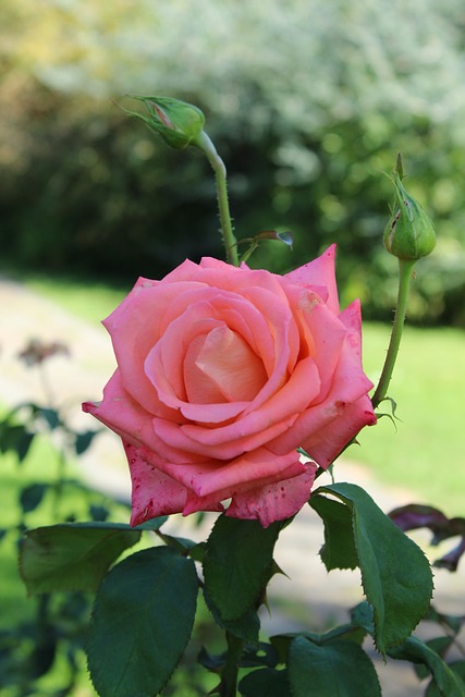 Free Rose Pink photo and picture