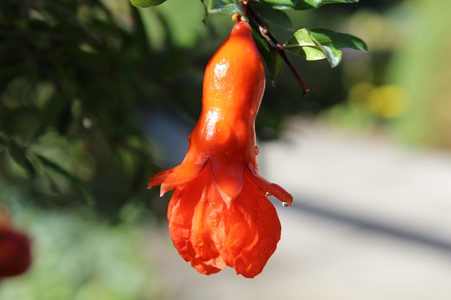 Free Pomegranate Flower photo and picture