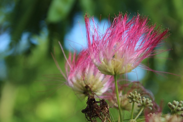 Free Flower Nature photo and picture