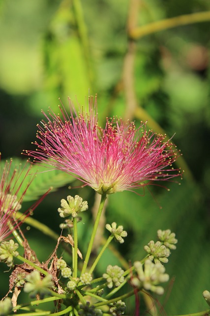 Free Flower Nature photo and picture