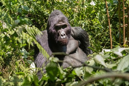 Gorila, Jungla, Naturaleza, Uganda