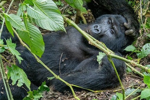 Gorila, Selva, Uganda, Bwindi, Salvaje
