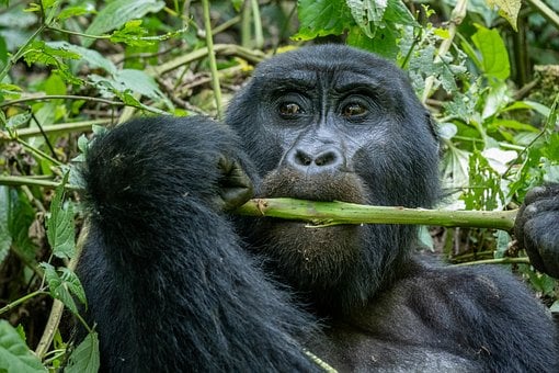 Montaña, Gorila, Uganda, Naturaleza