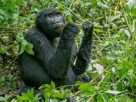 Gorila, Selva, Animal, Uganda, Mamífero