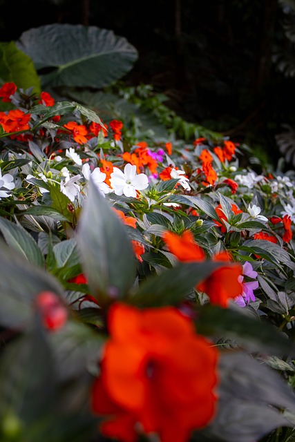 Bloemen, Kleurrijke Bloemen, Tuin