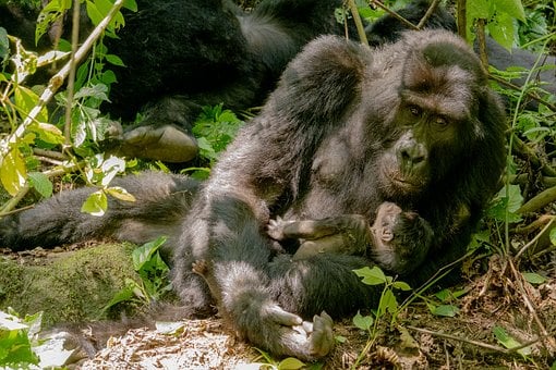 Gorila, Madre E Hijo, Mamífero, Selva