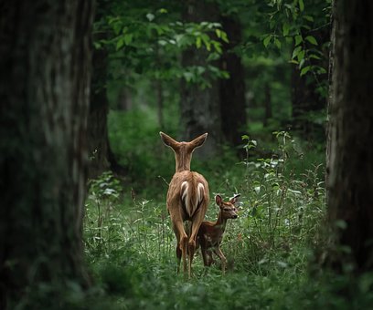 Hert, Natuur, Wildlife, Dier, Bos