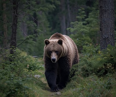 Beer, Natuur, Wild, Bos, Schattig, Pad