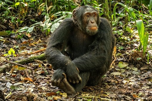 Chimpancé, Animal, Selva, Uganda, Jungla