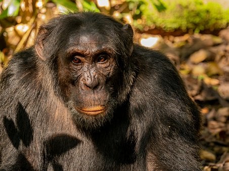 Chimpancé, Selva Tropical, Naturaleza